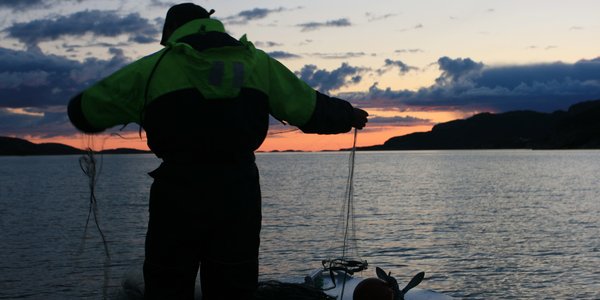 

Mann trekker garn fra lettbåt på fjorden i Skumrunga.