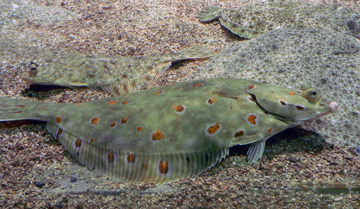 rodspette foto ingunn bakketeig