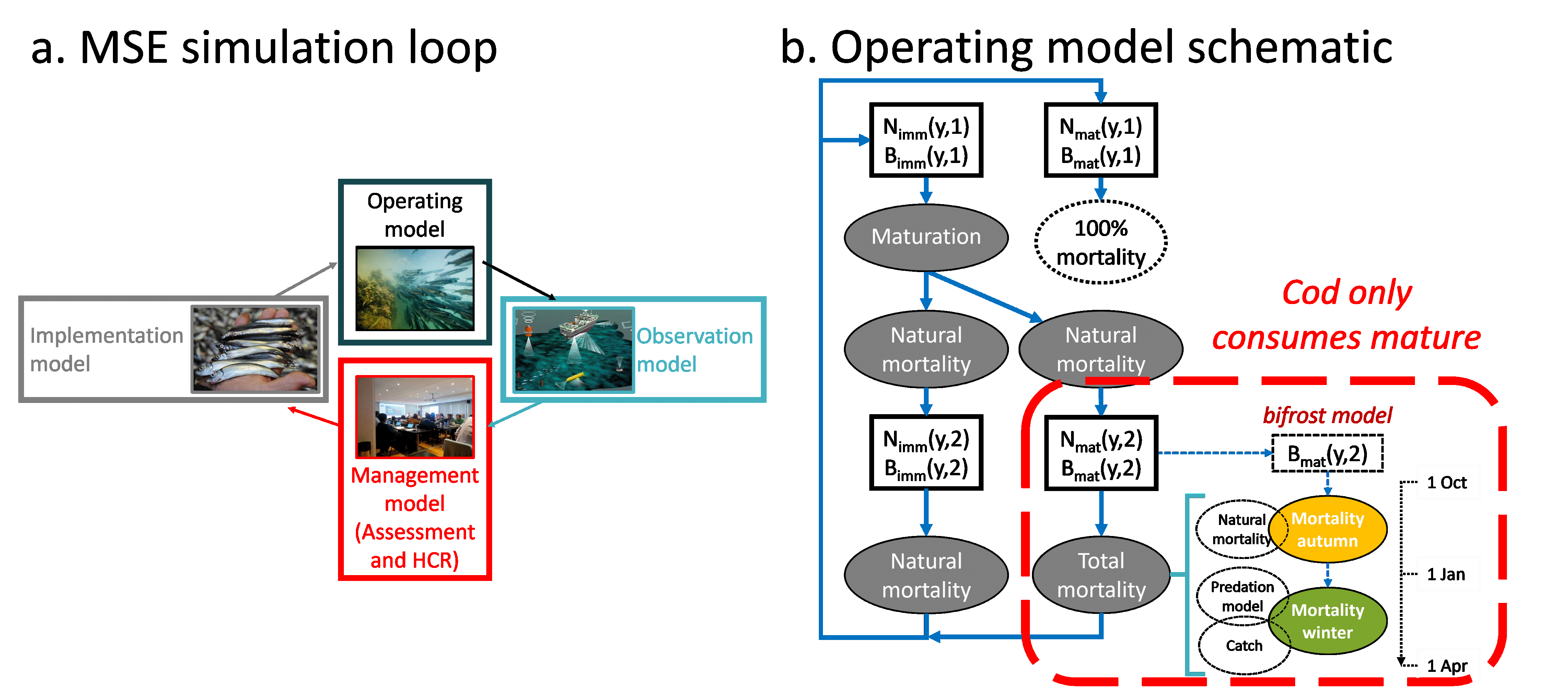 Figure 1: Schematic figure illustrating the MSE loop (a) and baseline operating model (OM1 - b) used for capelin in the Barents Sea. The structure of OM1 was adapted from the current capelin assessment model.