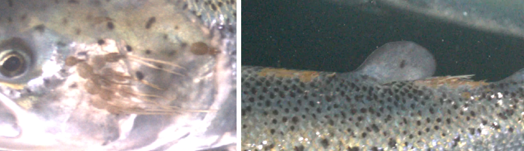 Example images of the camera's detection of clustered lice on salmon