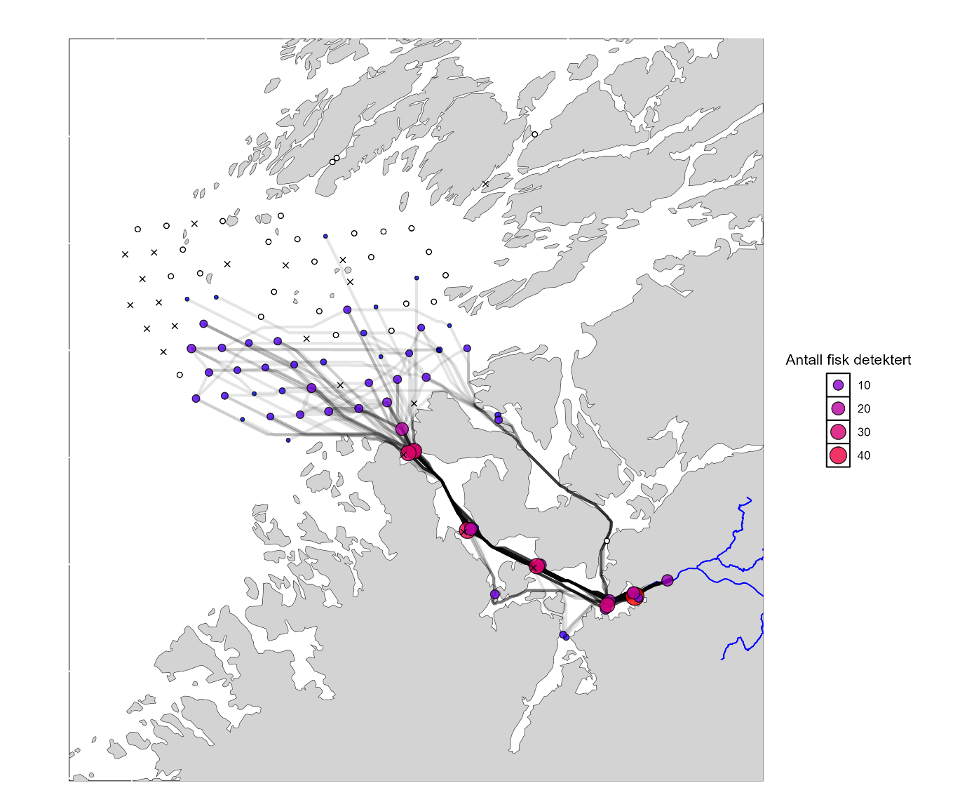 Kart over studieområdet med svarte linjer som representerer de antatte vandringsrutene for laksesmolt. Lyttebøyene er vist som sirkler av forskjellige størrelse og farge, avhengig av antall fisk detektert.