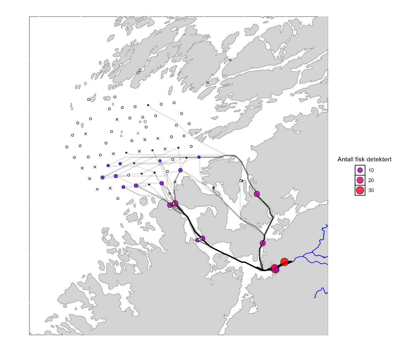 Kart over studieområdet med svarte linjer som representerer de antatte vandringsrutene for laksesmolt. Lyttebøyene er vist som sirkler av forskjellige størrelse og farge, avhengig av antall fisk detektert.