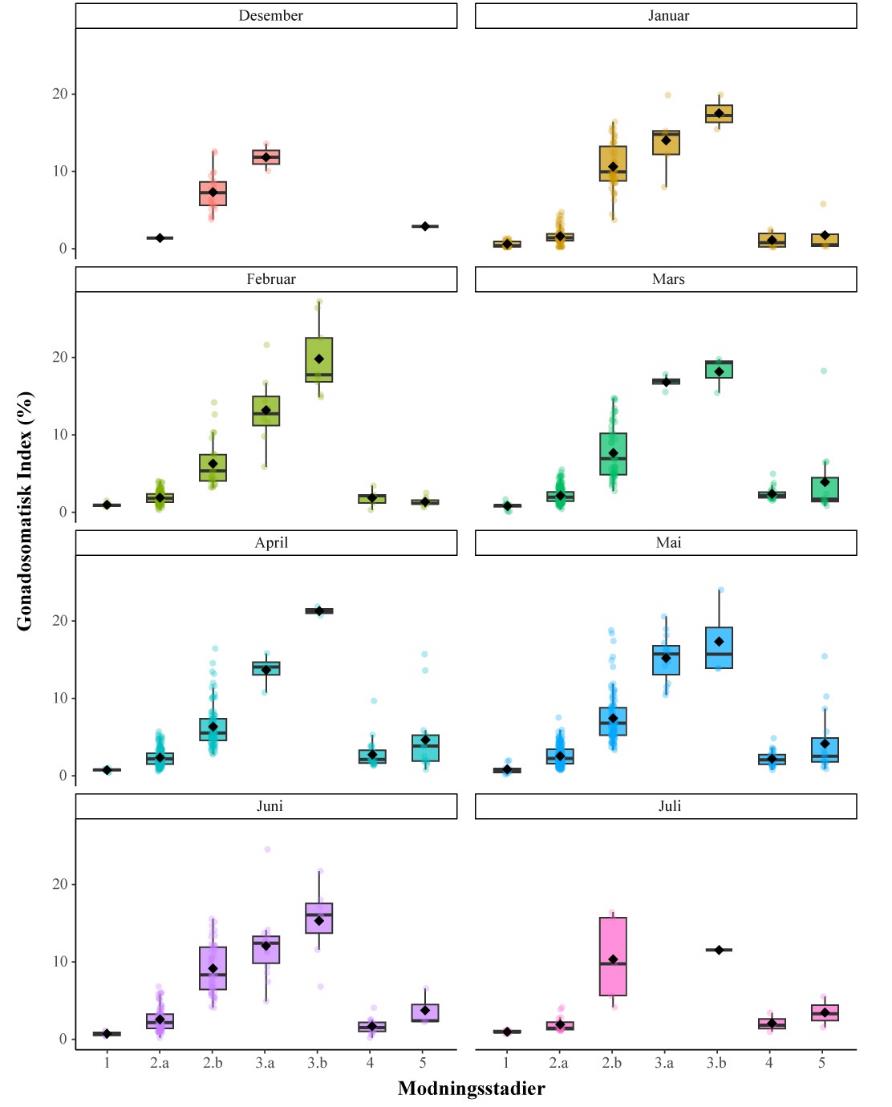 Figuren viser en boksplott-graf som illustrerer gonadosomatisk indeks (GSI) hos hunntorsk ved ulike modningsstadier fordelt på måneder.
