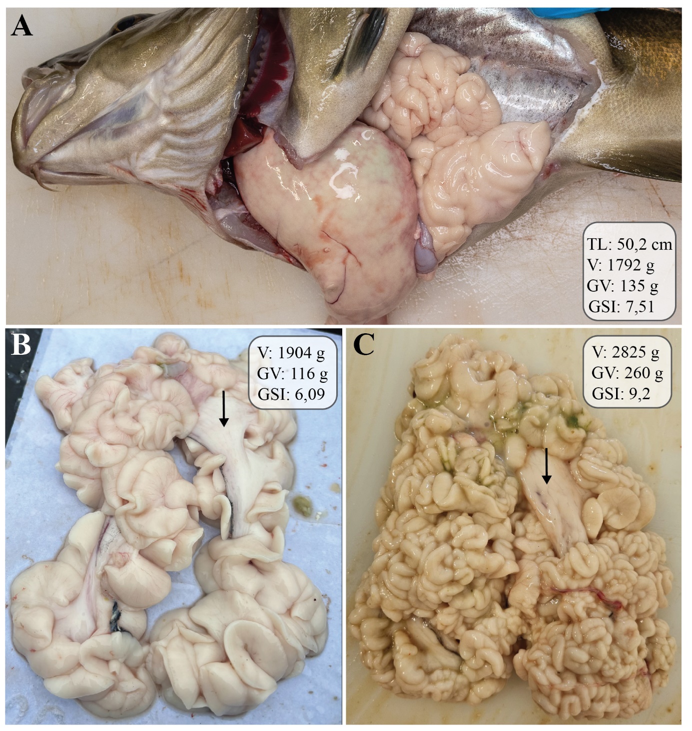 Figuren viser et fotografi av en hanntorsk som er åpnet ventralt og på siden, slik at organene i bukhulen, spesielt testes, er synlige. Testes opptar mesteparten av plassen i bukhulen. De to andre bildene viser testes i ulike forstørrelser. Lobene er fyldige, hvite og ugjennomsiktige, og sædlederne er fylt med melke.