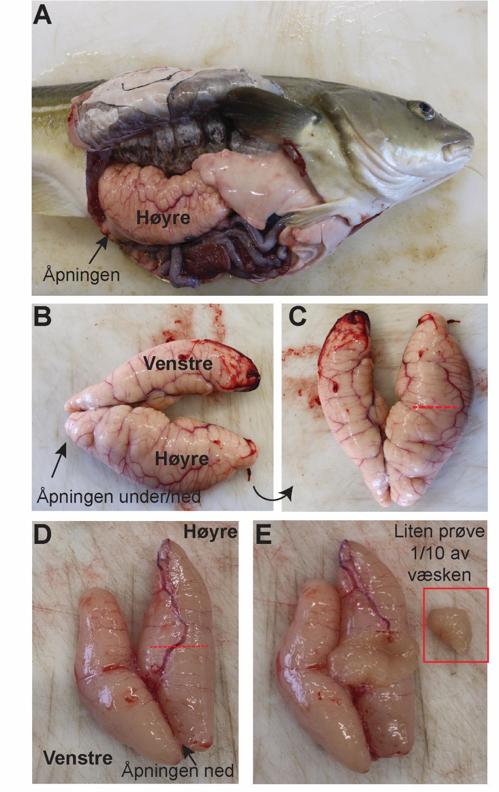 Figuren viser et fotografi av en hunntorsk som er åpnet ventralt og på siden, slik at organene i kroppshulen, spesielt eggstokkene, er synlige. Flere bilder av eggstokker er inkludert, med markeringer som indikerer venstre og høyre side av organet. Åpningens plassering er markert med svarte piler. En rød stiplet linje viser området som skal kuttes for prøvetaking.