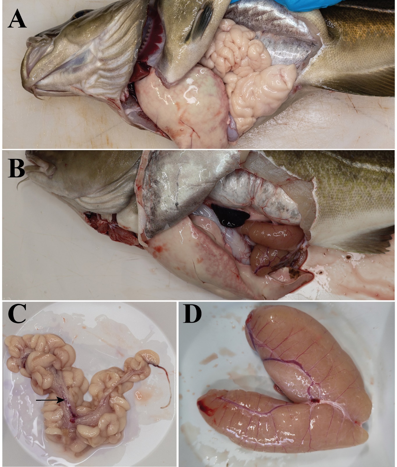 Figuren viser et fotografi av høy kvalitet av en hann- og en hunntorsk som er åpnet ventralt og på siden, slik at organene i kroppshulen, spesielt testes og eggstokkene, er synlige. I tillegg er nærbilder av testes og eggstokker inkludert.