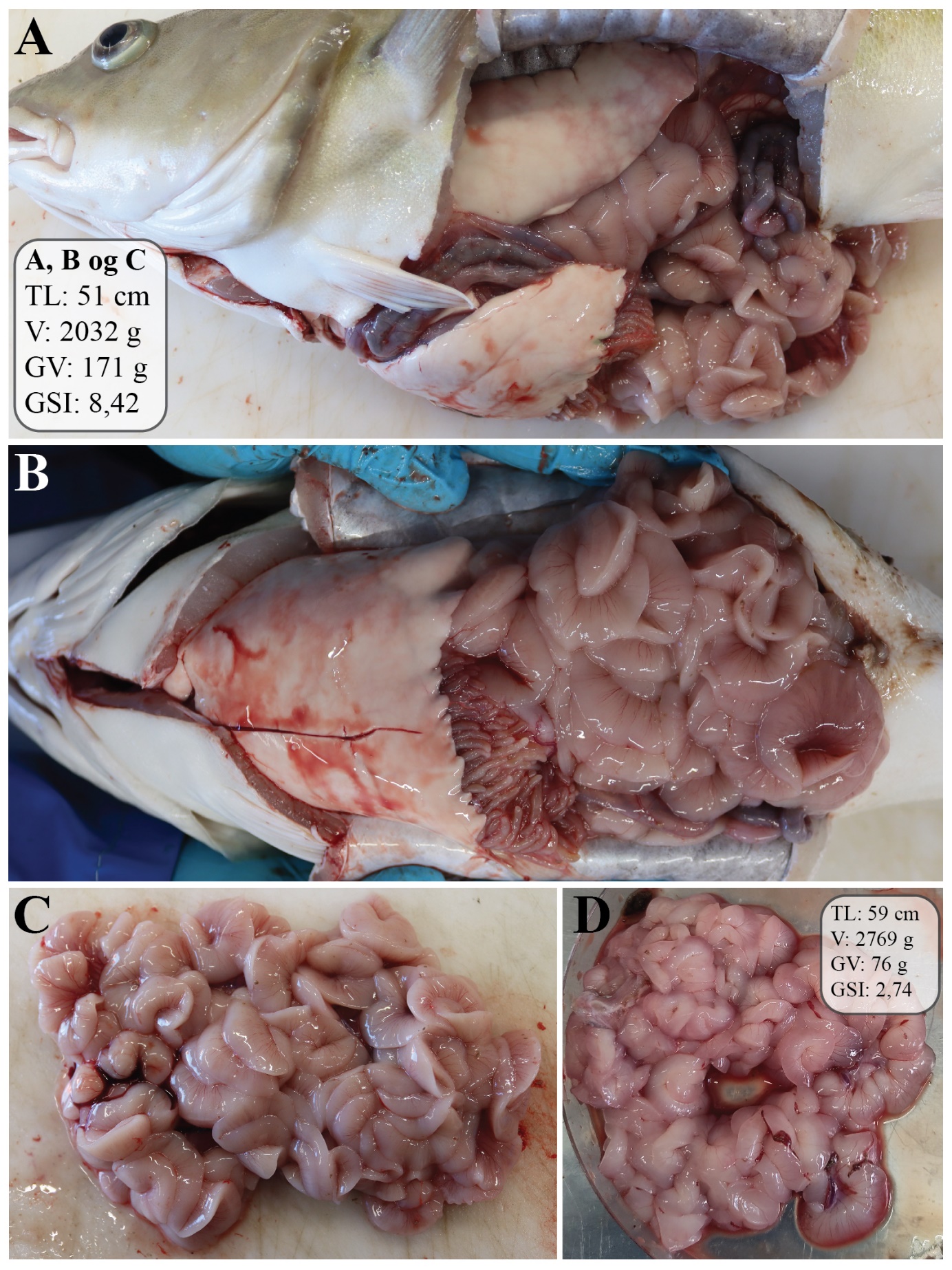 Figuren viser to fotografier av en hanntorsk som er åpnet ventralt og på siden, slik at organene i bukhulen, spesielt testes, er synlige. Testes opptar omtrent halvparten til 2/3 av plassen i bukhulen. De to andre bildene viser ulike testikler. Gonadene er langstrakte, lappete og krøllete, og fargen varierer fra rødlig lys rosa til rosa.