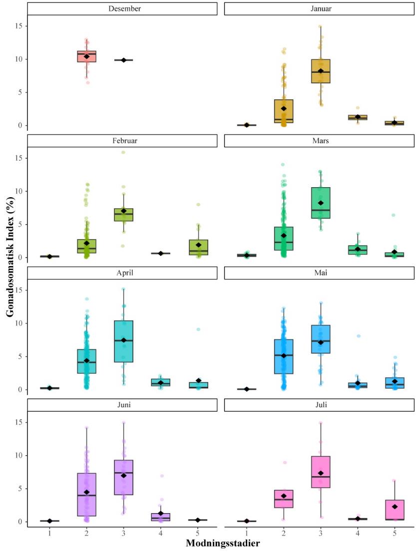Figuren viser en boksplott-graf som illustrerer gonadosomatisk indeks (GSI) hos hanntorsk ved ulike modningsstadier fordelt på måneder.