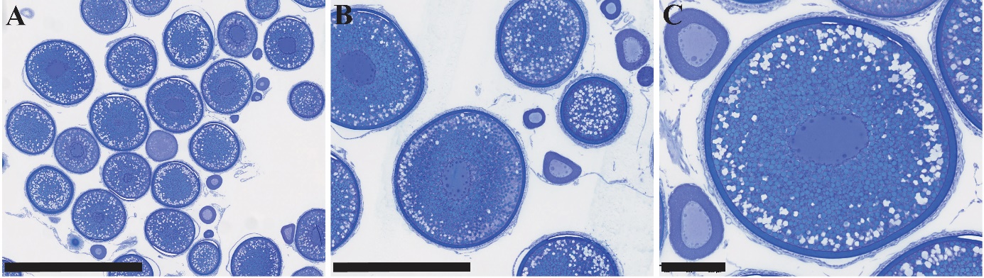 Figuren viser tre bilder av histologiske snitt av gonadevev fra en hunntorsk i ulike forstørrelser. Det mest avanserte oocyttstadiet som observeres, består av oocytter med eggeplommegranuler i cytoplasmaet. Dette indikerer at fisken er i et avansert modningsstadium.