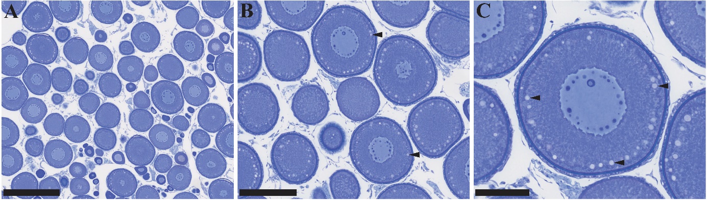 Figuren viser tre bilder av histologiske snitt av gonadevev fra en hunntorsk i ulike forstørrelser. I tillegg til previtellogene oocytter observeres oocytter med kortikale alveoler. Dette indikerer at fisken er i et tidlig modningsstadium.