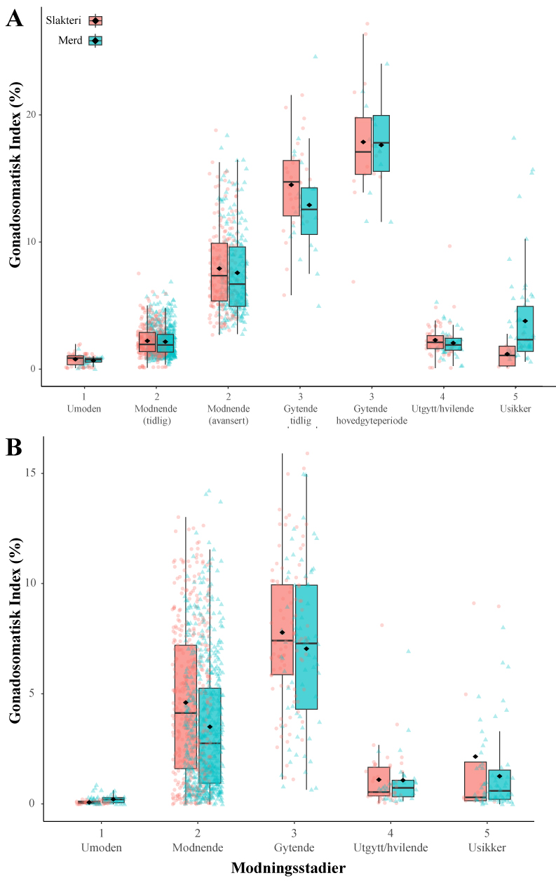 Figuren viser to boksplott-grafer som illustrerer gonadosomatisk indeks (GSI) hos hunntorsk og hanntorsk ved ulike modningsstadier, fordelt på enten slakteriet eller merder.