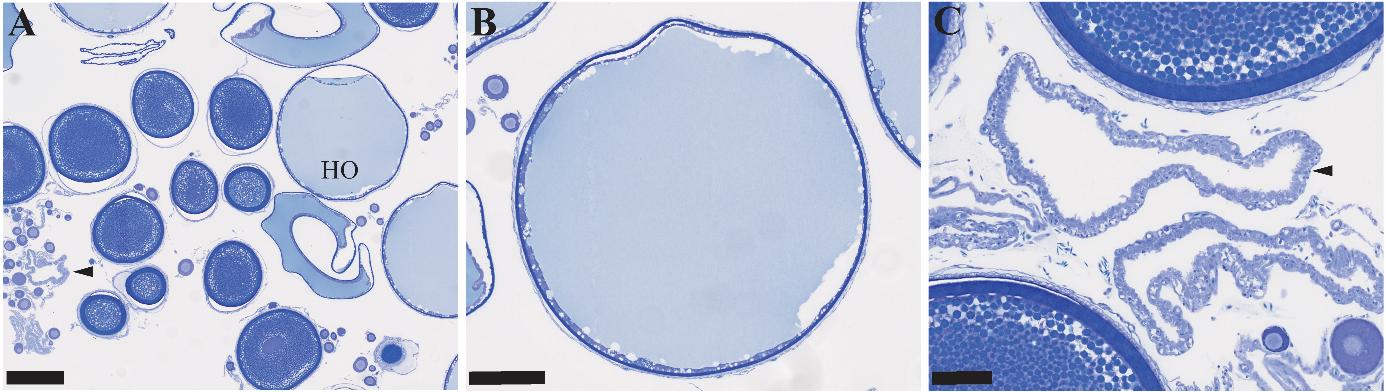 Figuren viser tre bilder av histologiske snitt av gonadevev fra en hunntorsk i ulike forstørrelser. Bildene viser store hydrerte oocytter og follikler etter ovulering. Fisken gyter.