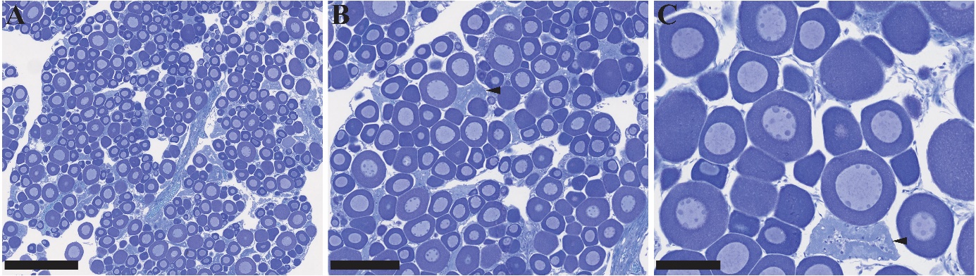 Figuren viser tre bilder av histologiske snitt av gonadevev fra en hunntorsk i ulike forstørrelser. Bildene viser previtellogene oocytter og enkelte follikler etter ovulering.