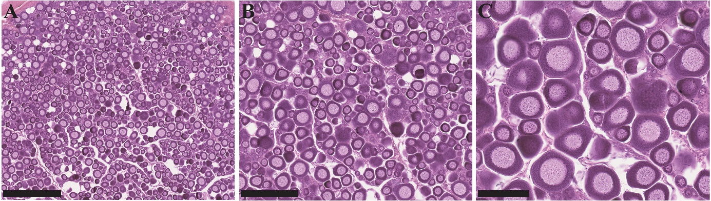 Figuren viser tre bilder av histologiske snitt av gonadevev fra en hunntorsk i ulike forstørrelser. Vevsanalysen indikerer at fisken er umoden, da det hovedsakelig observeres previtellogene oocytter.