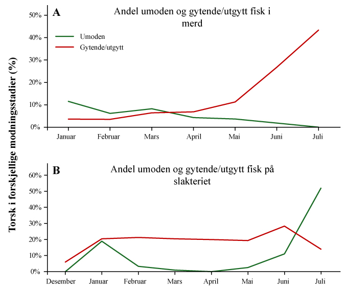 Figuren viser en graf som illustrerer andelen umoden og gytende/utgytt fisk enten på slakteriet eller merder.