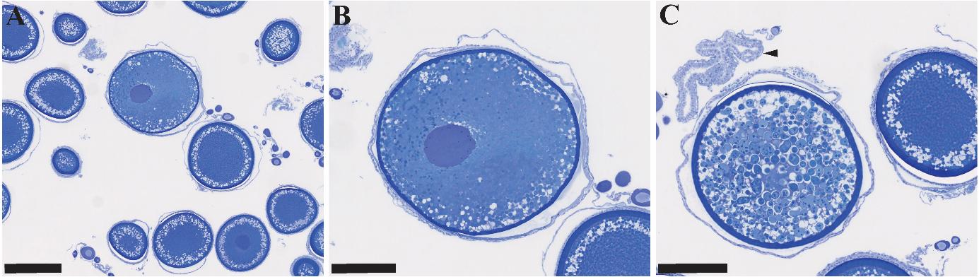 Figuren viser tre bilder av histologiske snitt av gonadevev fra en hunntorsk i ulike forstørrelser. Det mest avanserte oocyttstadiet som observeres, viser oocytter der kjernen har begynt å bevege seg mot periferien. Dette indikerer at fisken er i en tidlig fase av gyting.