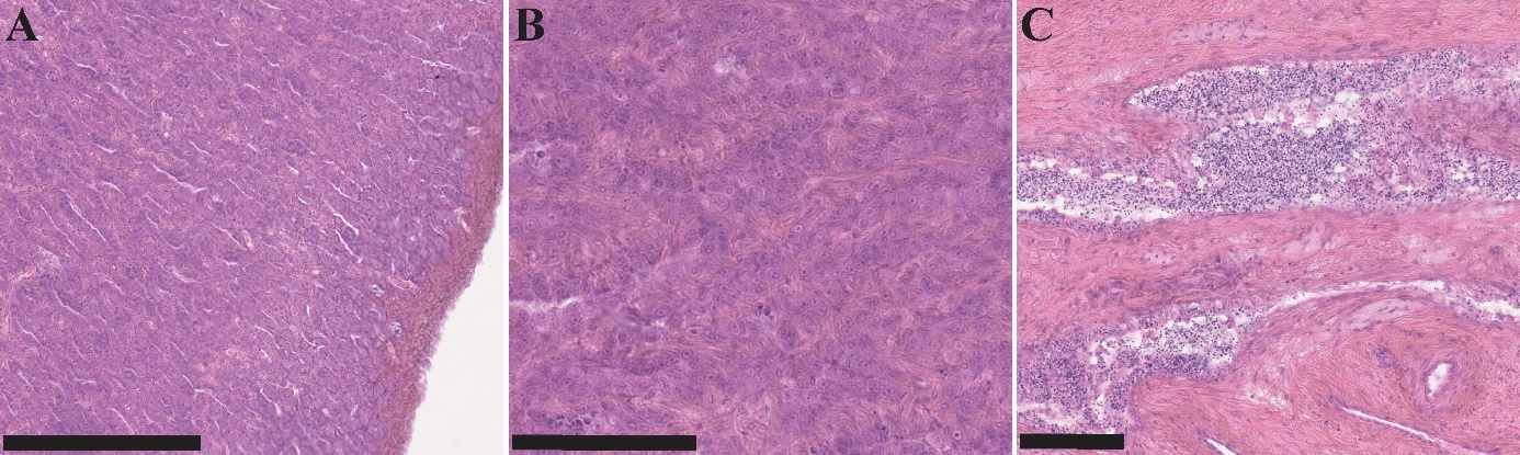 Figuren viser tre bilder av histologiske snitt av gonadevev fra en hanntorsk i forskjellige forstørrelser. Spermatogonier er karakteristiske for dette stadiet, men fagocyterte frie spermatozoer er også observert. Dette fører til konklusjonen at det dreier seg om en utgytt hanntorsk.