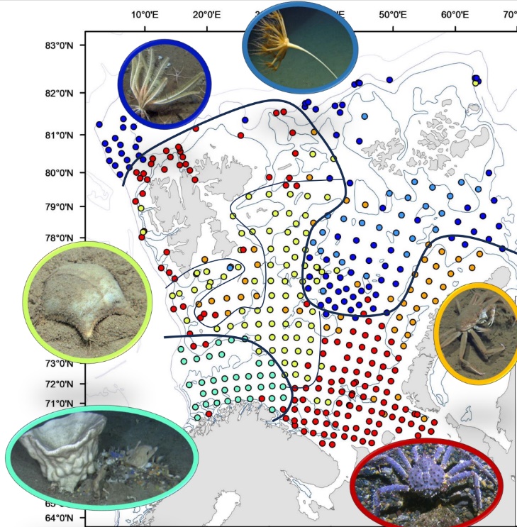 Overview benthic species in the Barents Sea