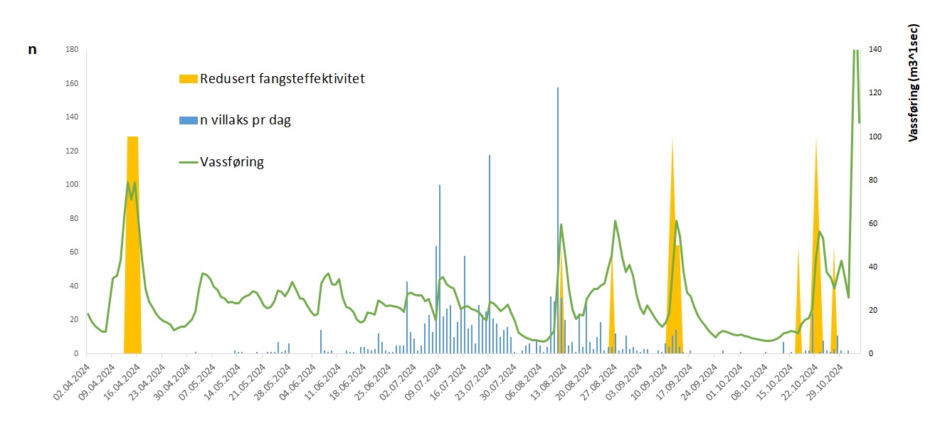 Figur 2. Vassføring i 2024 med dagleg oppgang av villaks. Water discharge in 2024 with the daily migration of wild salmon.