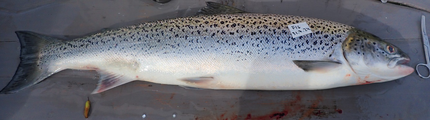 Figur 5. Foto av ein av dei feilbestemde rømlingane. Skjelanalyse viser at dette mest truleg er ein hybrid av laks og aure. Dette vil bli stadfesta med genetikkprøve i etterkant . Photo of one of the fish that was wrongly classified as an escaped farmed fish. This is most likely a hybrid of seatrout and salmon.