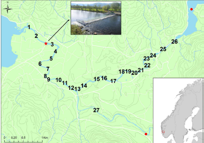 Figur 1 . Etneelva med fiskesonene 1-27 innteikna. Plasseringa av fiskefella i sone 3 er vist med raud stjerne og stasjonar for måling av vassføring i Nordelva og Sørelva er vist med raude punkt . The river Etne with fishing zones 1-27 marked. The trap is located in the lower section of zone 3. Stations for measuring water discharge are depicted by the red dots in Nordelva and Sørelva.