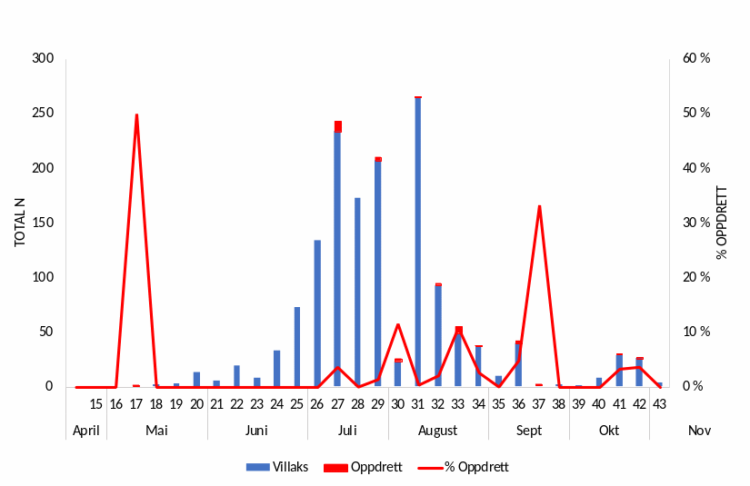 Figur 8. Oppvandra mengde vill og rømt fisk og prosent oppdrettsfisk registrert (raud linje) på fella per veke i 2024 . Numbers of wild and farmed fish trapped in Etne, and the percent of farmed salmon (red line), per week in 2024.