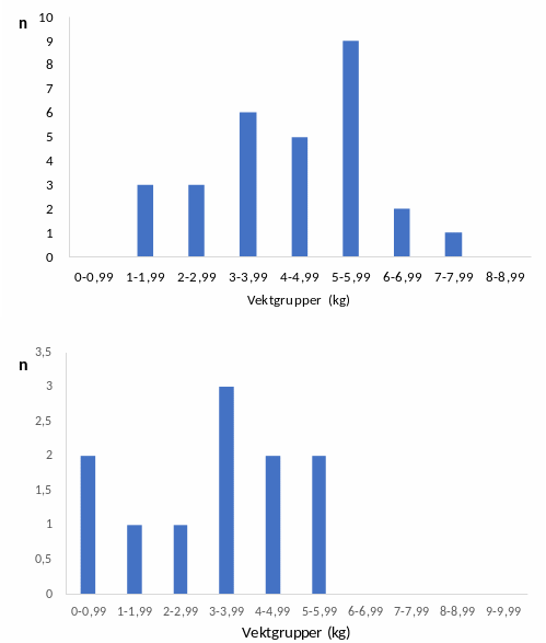 Figur 6. Vektfordeling hos rømt oppdrettslaks fanga på fella (øvst) og i haustfisket (nedst) i 2024. Size distribution of farmed escapees captured in the trap (upper) and in the autumn angling (lower) in 2024.