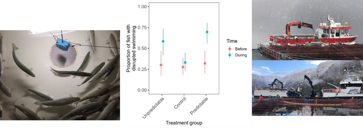 Foto av laks i kar med en høyttaler. Figur med punktplott og avvik av atferdsreponser i ulike grupper. Foto av 2 store arbeidsbåter.