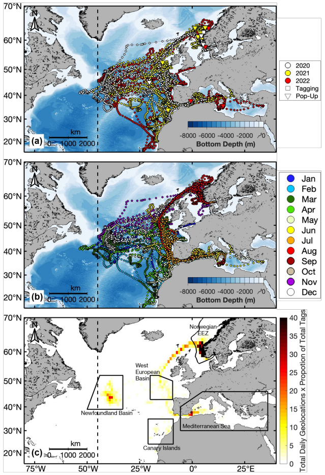 Figure 10: Tracks of electronically tagged Atlantic bluefin tuna (n = 19) released off Norway, with daily geolocations (circles) coloured by (a) deployment year and (b) month. Tagging (square) and pop-up (inverted triangle) positions are also shown in (a). (c) Number of daily geolocations within 1° × 1° latitude and longitude bins standardized by the proportion of tags in each bin. Boundaries of hotspots are outlined in solid black in (c). The ICCAT management line at the 45°W meridian is also shown (dashed black line). (Reproduced from Ferter et al. 2024)