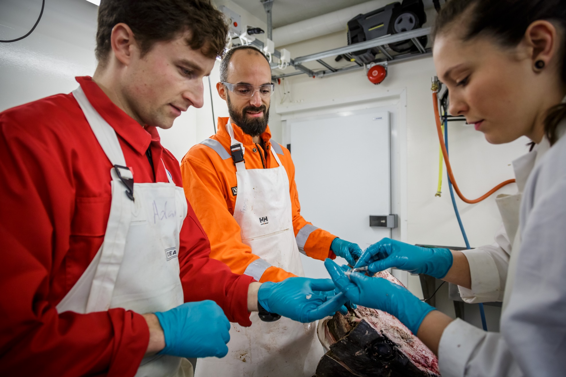 Figure 8: Pelagic fish technicians Adam Custer, Ørjan Sørensen and Christine Djønne at the Institute of Marine Research (IMR) in Norway taking out tiny otoliths, from a huge head of Atlantic bluefin tuna (ABFT) caught in western Norway. Otoliths (ear bones) are taken out to determine the age of individuals. (Photo: Erlend Astad Lorentzen, IMR).