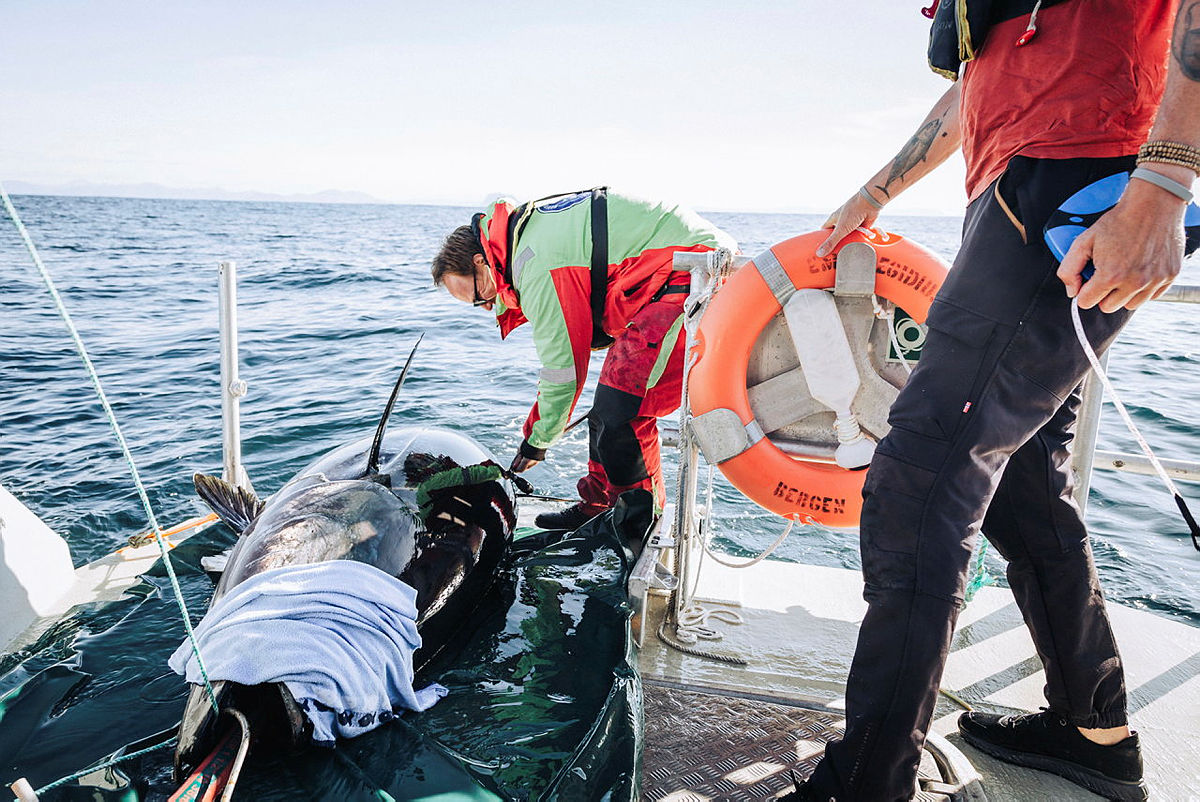 Figure 10d: Satellite tagging with PSAT tags on large Atlantic bluefin tuna (ABFT) on the west coast of Norway. (Photo: Erlend Astad Lorentzen, IMR).