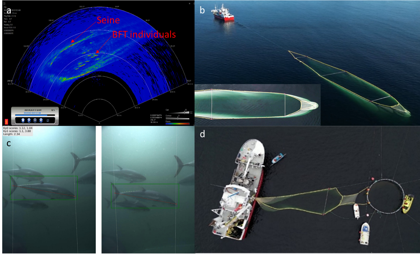 Figure 15: Images from the 2023 trials. a) Aerial of a tuna transport operation, b) image from the multibeam high frequency sonar during a retrieving operation, c) simultaneous images from the cameras in the stereo camera system and the corresponding tuna measurement, and d) aerial of the ABFT transfer from the transport cage to the static cage. (Reproduced from Sistiaga et al. 2025)