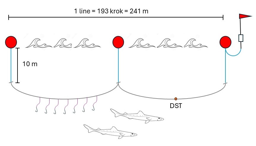 Figur 2. Rigging av pelagisk line under pigghåtoktet i 2024. 