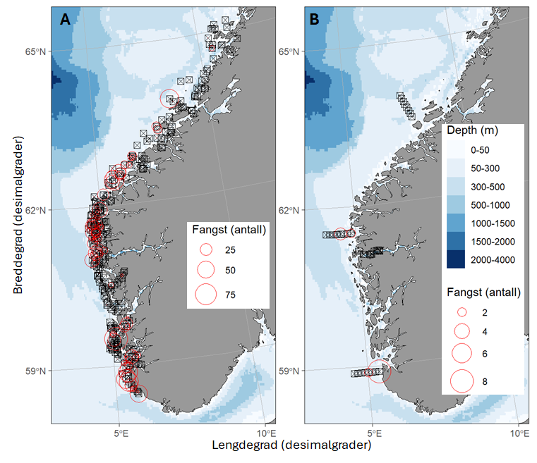 Figur 3. Kart som viser alle godkjente bunn- (A) og pelagiske (B) stasjoner som ble tatt under toktet (svarte kvadrater). Fangst av pigghå er markert som røde punkt, hvor arealet angir størrelsen på fangsten.