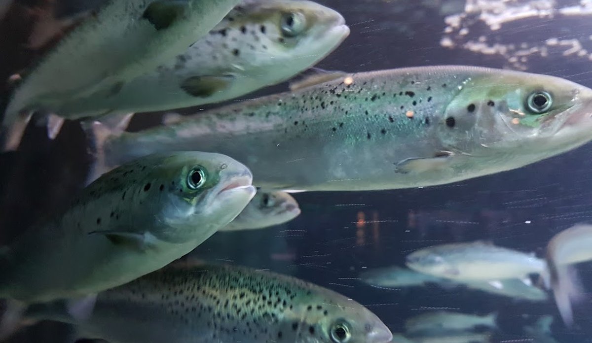 Laks fotograf Lars H Stien