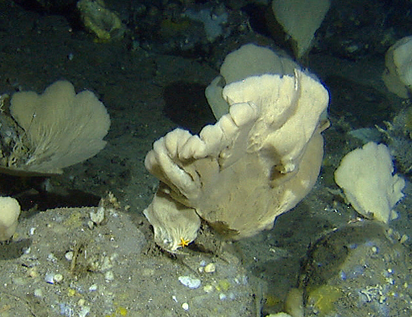 Bildet viser tynn vifteformet svamp