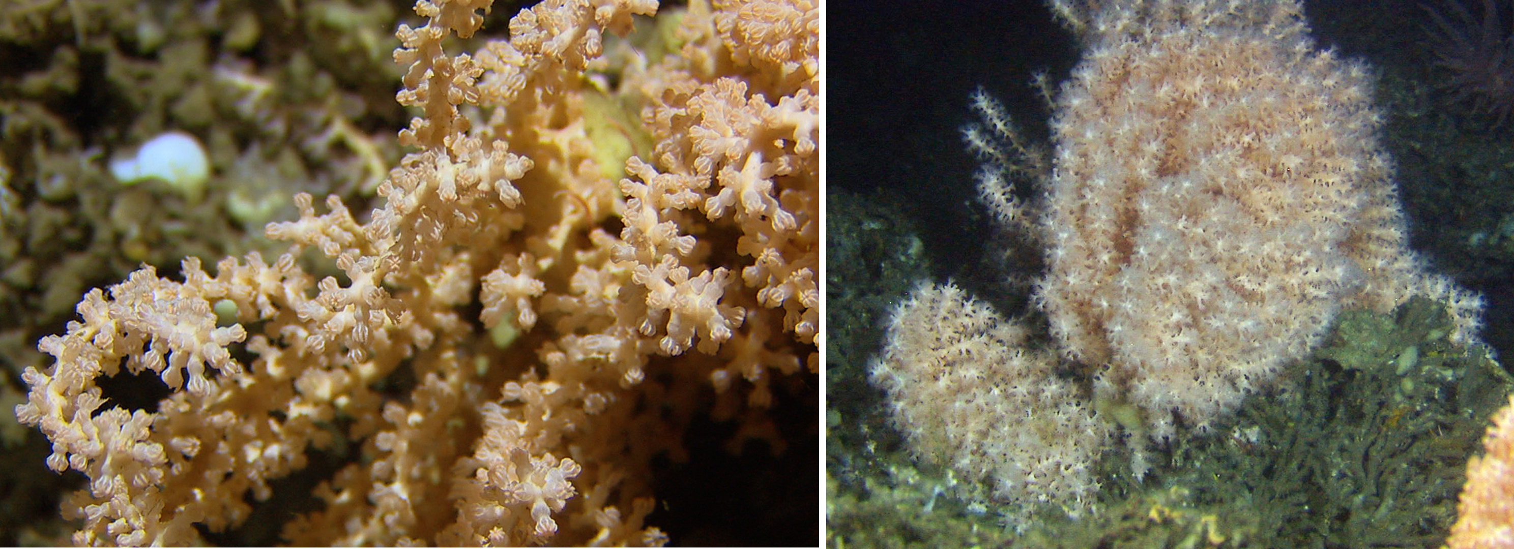 Bildet viser sikksakk korall