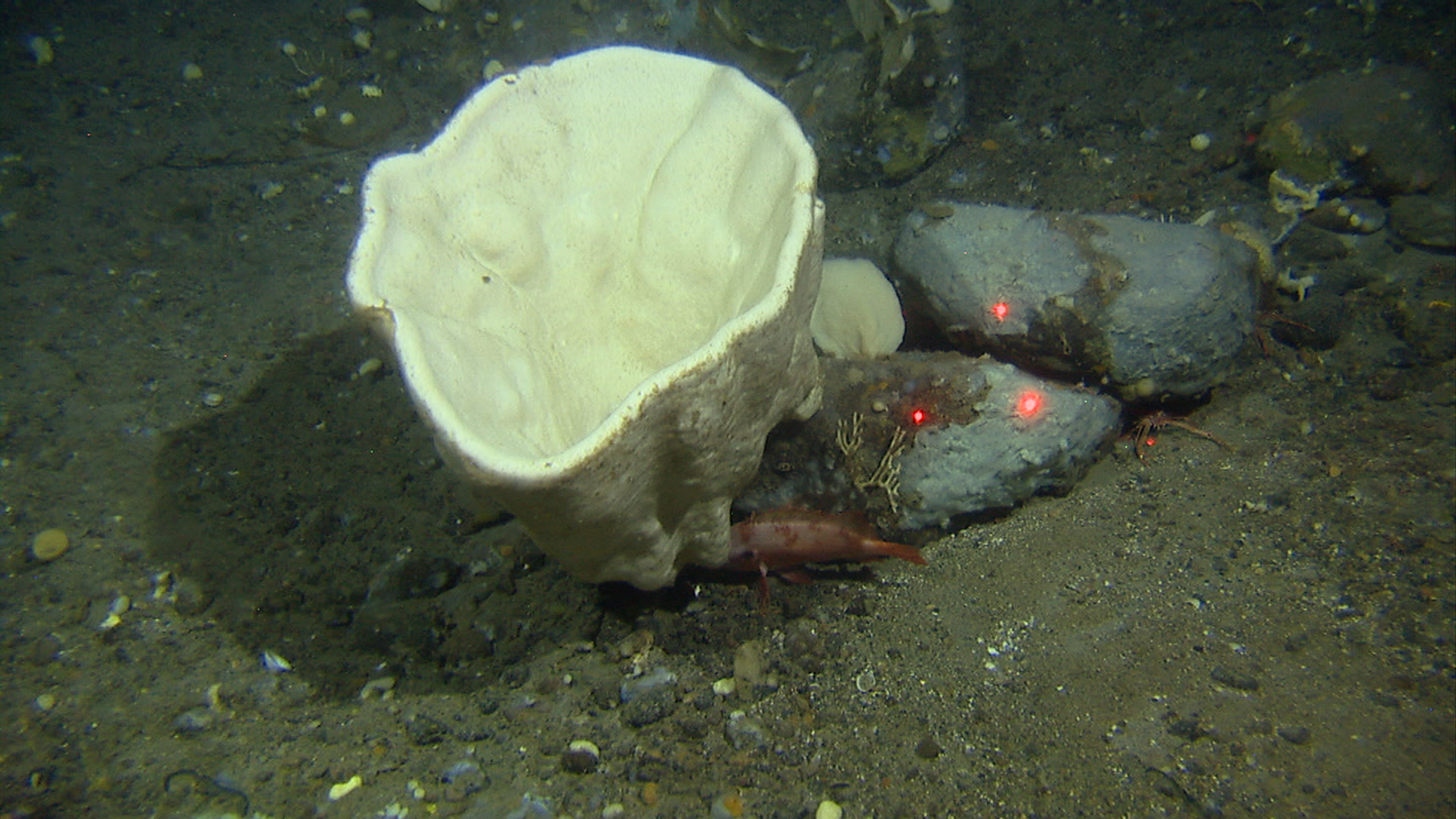 Bildet viser skålformet svamp