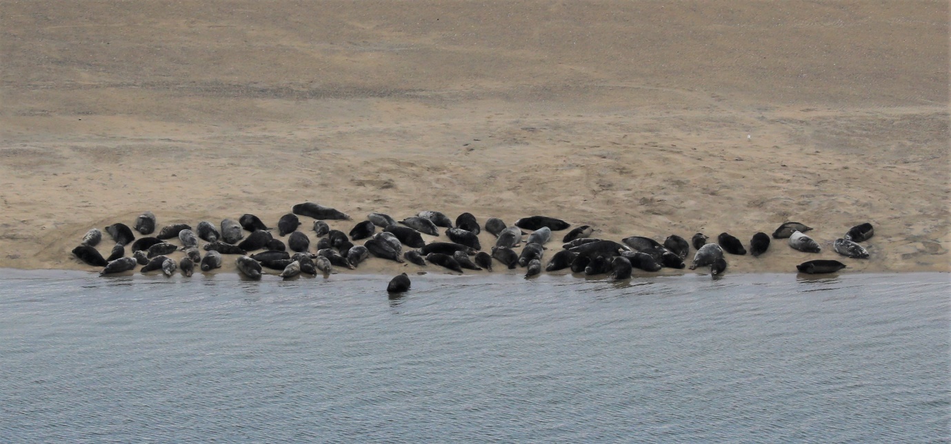 Foto av en stor gruppe steinkobber i strandkanten
