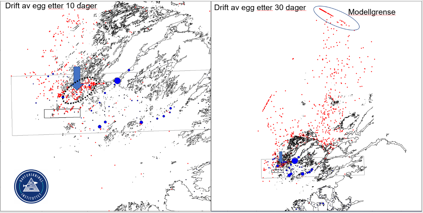 Figur 15. Resultater fra spredningsmodell for drift av egg (røde prikker) etter 10 dager (venstre figur) og 30 dager(høyre) som starter drift fra gyteområdene ved Vikna (markert med blå pil).