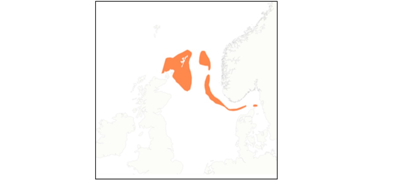 Nytt gyteområde for nordsjøtorsk er sentrert rundt Shetland.