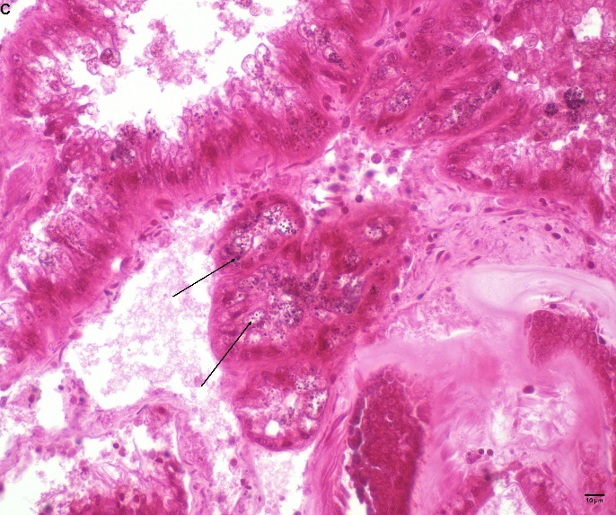 Figure 6. C) Blue – black precipitates in the kidney stained with Mallory hematein for copper., Leica DMRE, 40x.  