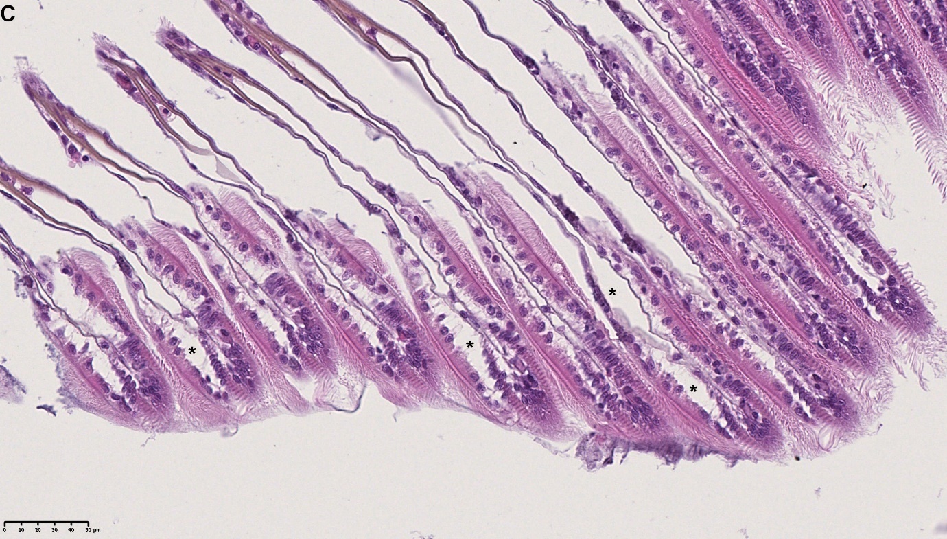 Figure 3. C) Detachment of the gill epithelium from the chitinous rod (black Asterix). NDP view 2, 40x (HAMATSU Photonics)
