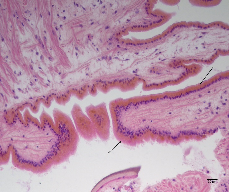 Figure 5. a) Brown pigmentation (black arrow) in the epithelium along the margin of the mantle. 40x magnification, HES stained. NDP.view 2 (HAMAMATSU Photonics). 