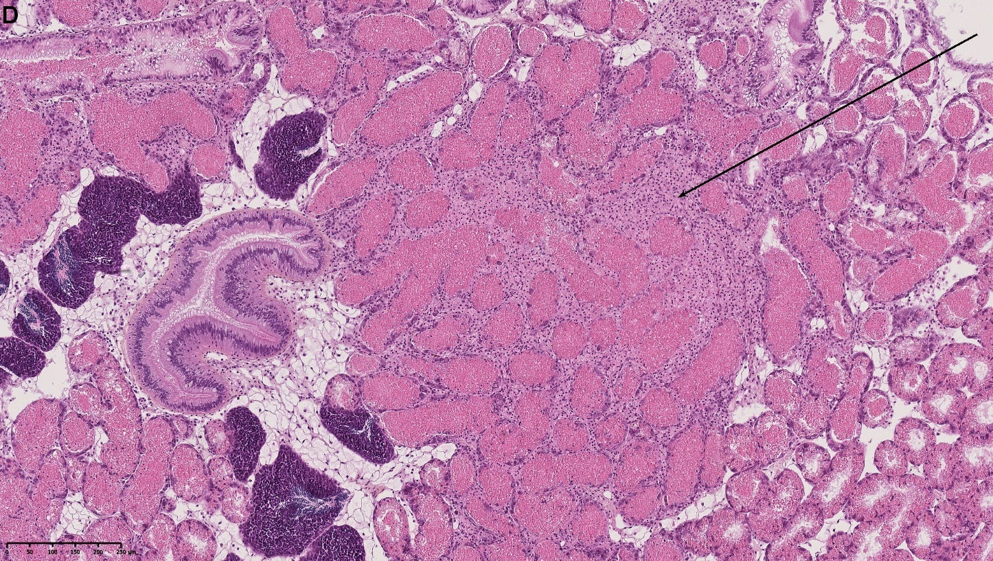 Figure 1., D) Severe inflammation in the VCT of the digestive gland (black arrow), 10X. HES stained. NDP view2. 