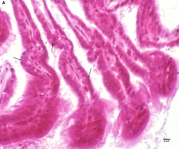 Figure 6. A) Blue – black precipitates (black arrow) in the gills stained with Mallory hematein for copper. Leica DMRE, 60X. 