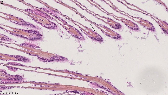 Figure 3. D) Loss of cilia (black arrow). HES stained. NDP view 2, 40x (HAMATSU Photonics)