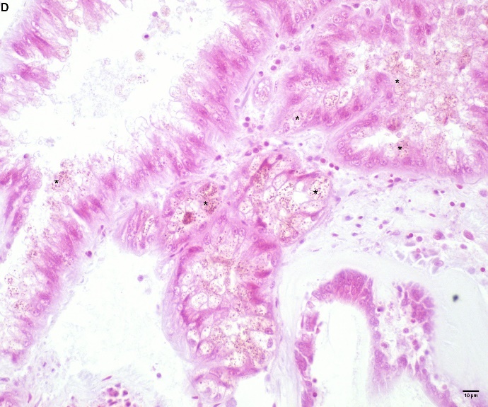 Figure 6. D) parallel section of figure 6C stained with only safranin showing brown pigmented cells (Asterix)., Leica DMRE, 40x.  