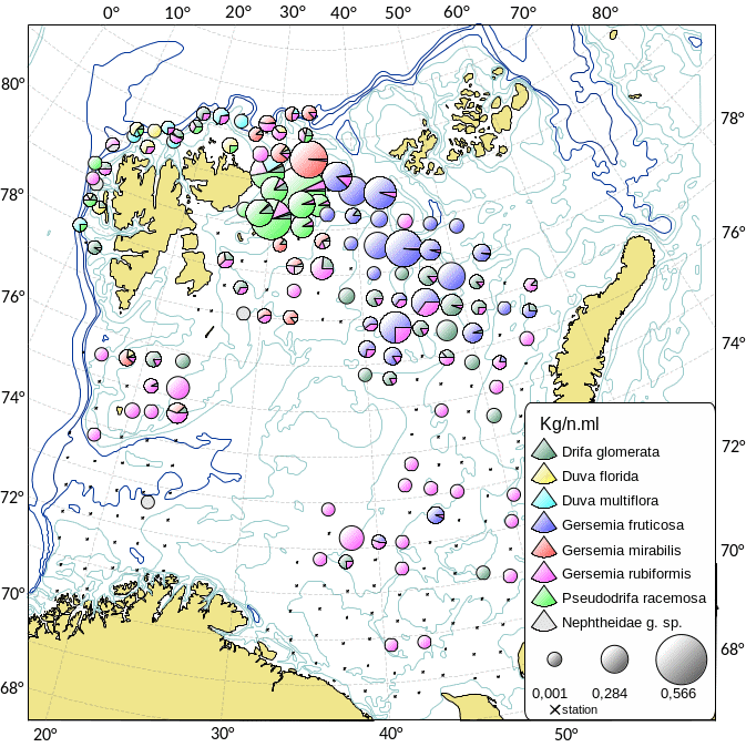 Utbredelsen av blomkålskoraller i Barentshavet.