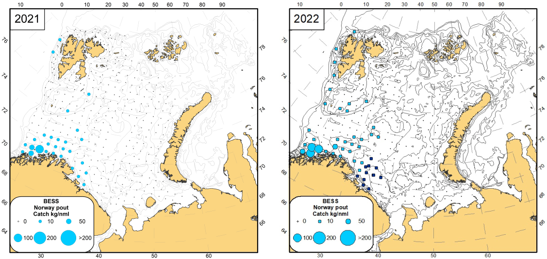 Distribution of Norway pout (Trisopterus esmarkii), August -September 2021 (light-blue circles) and August-October 2022 (Norwegian vessels, light-blue circles), October-December 2022 (Russian vessel, dark-blue circles)